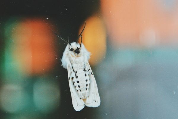 The adaptive response of Tropical Moths to climate change has led to surprising findings