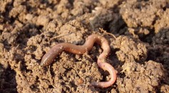 Worm in Soil