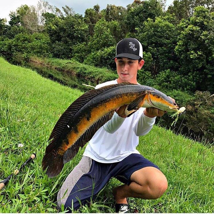 Snakehead Fish Invasion: Reasons Why Authorities Want Them Dead