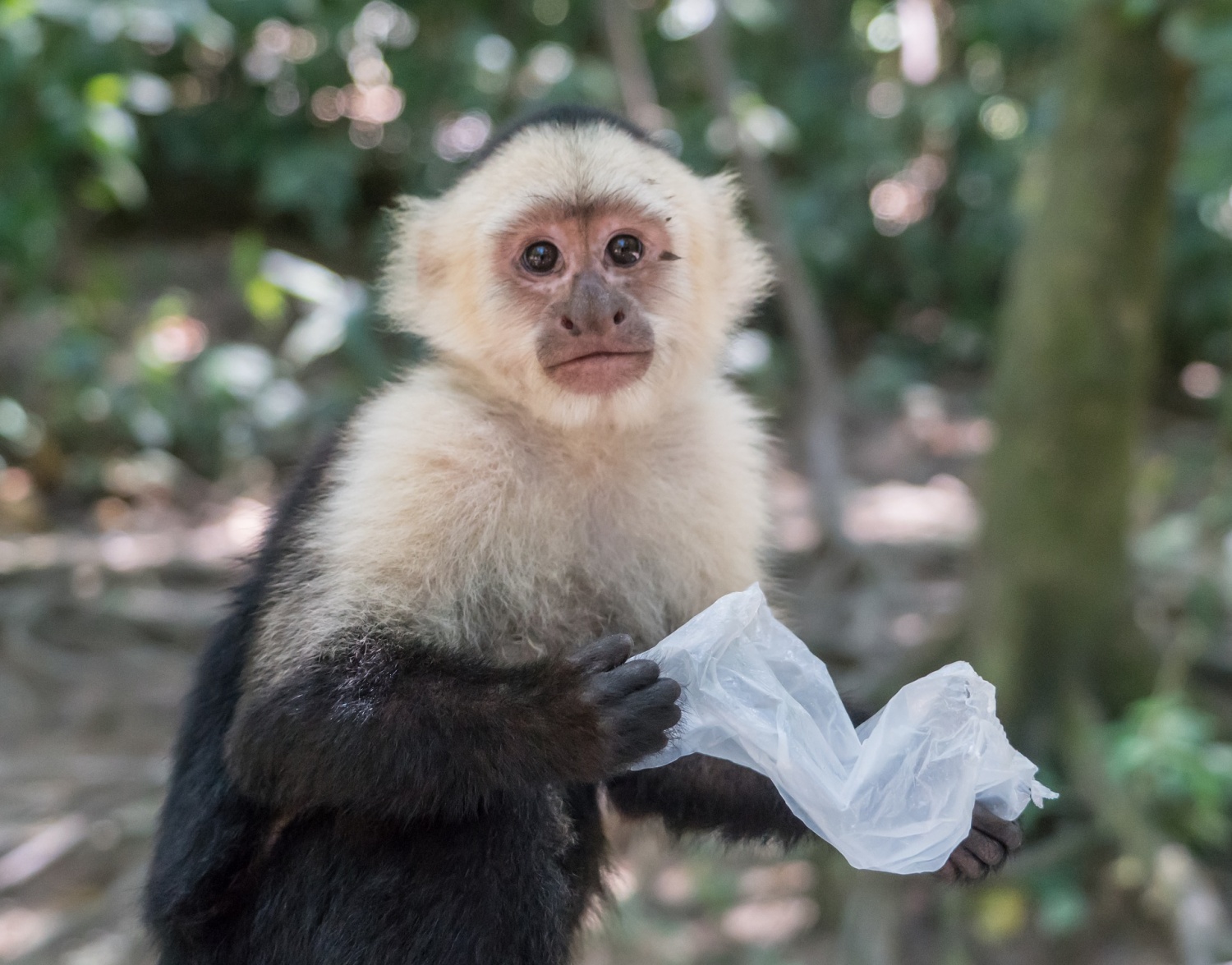 Study: Monkeys are much smarter than we thought they were •