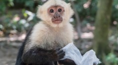 A white-headed capuchin monkey