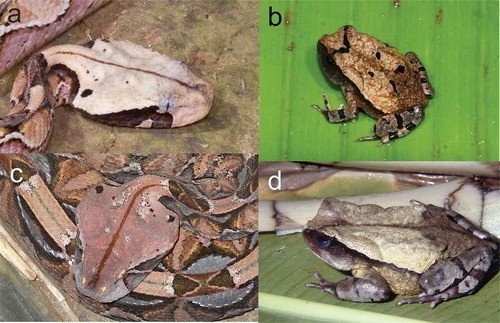 Congolese Giant Toads