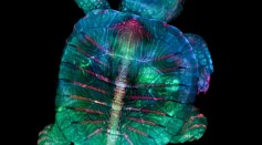 First Place: Fluorescent turtle embryo by Teresa Zgoda and Teresa Kugler