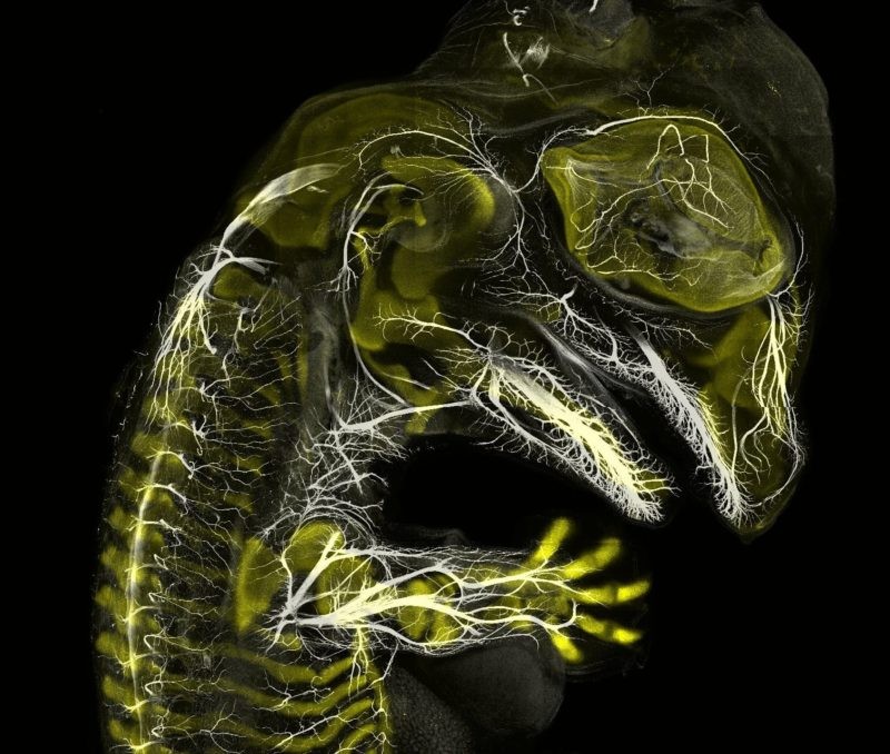 Third Place: Alligator embryo developing nerves and skeleton by Daniel Smith Paredes