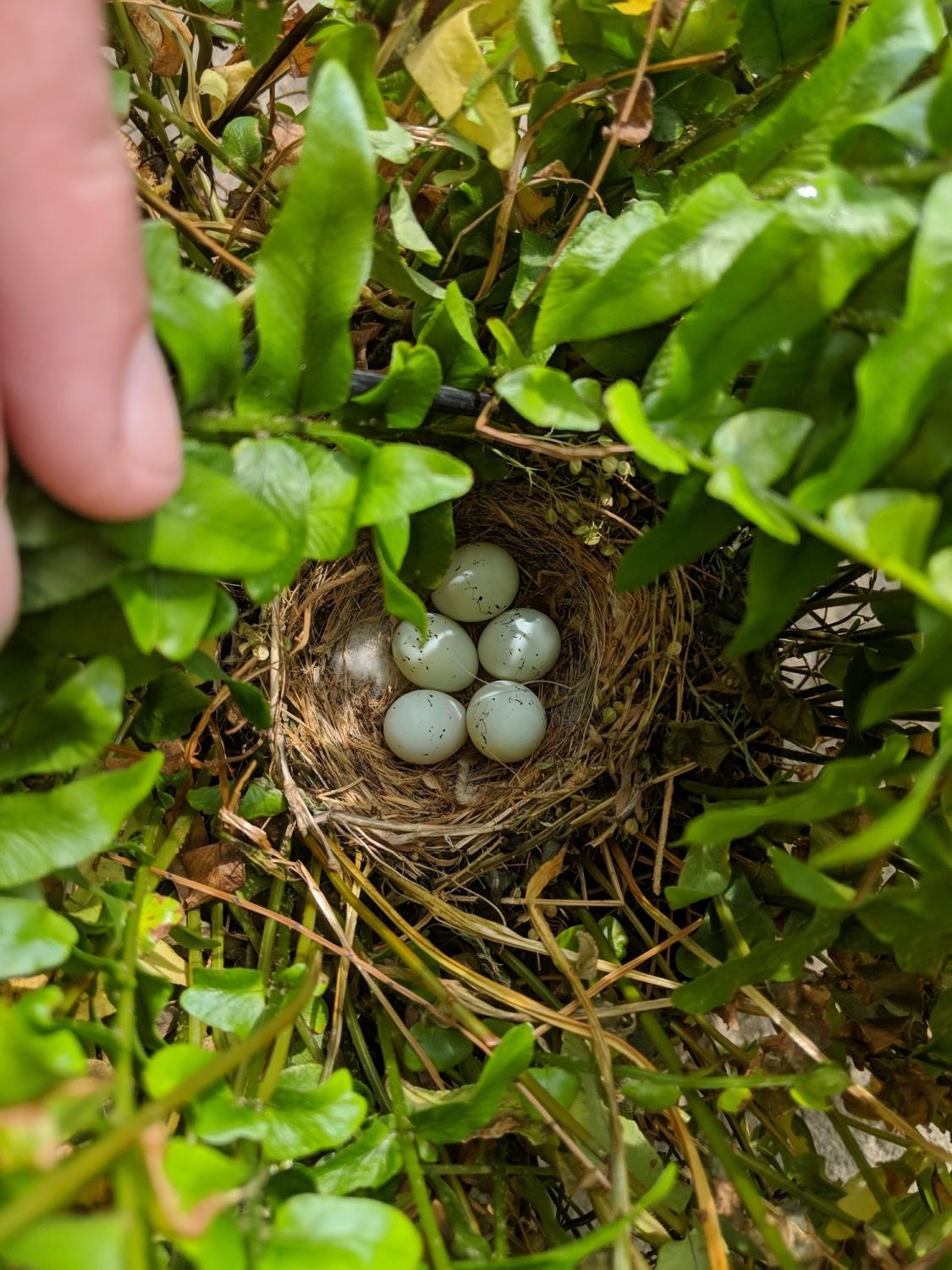 Darker Pigment in Bird Eggs Plays Important Role in Thermoregulation