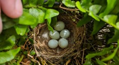 Pigment in eggs plays important role in survival.