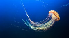 Jellyfish can survive the global warming.