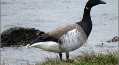 Disruption in the Population: The Change in Climate Affected the Population of Brent Goose.