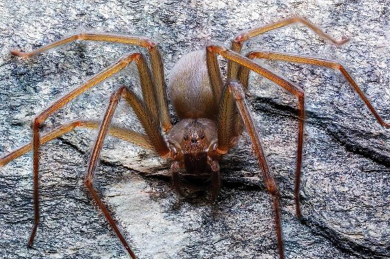 New Species Of Spider Found In Mexico Able To Rot Human Flesh Science