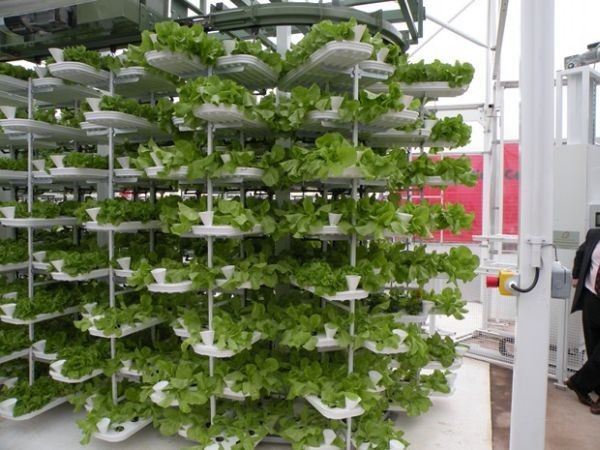 Hydroponics Farming Is the Next Wave of Food Production for Everyone