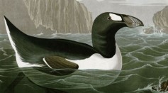 Humans Caught Red Handed as the Killers of the Great Auk