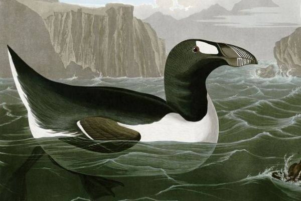 Humans Caught Red Handed as the Killers of the Great Auk
