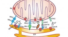 The Inside of Cells Are Chatterboxes and When They Talk, They Cause Adaptations in Lipid Transfer
