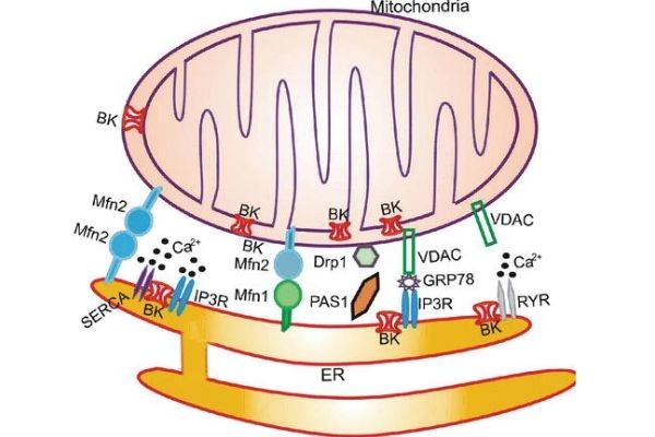 The Inside of Cells Are Chatterboxes and When They Talk, They Cause Adaptations in Lipid Transfer