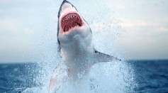 Shark Bytes That Made the News in 2019