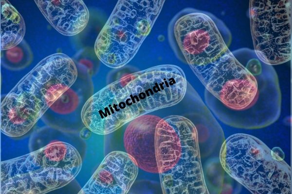 Mitochondrial Division in the Cell Is Common in Primitive and Advanced