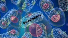 Mitochondrial Division in the Cell Is Common in Primitive and Advanced Species Living on Earth