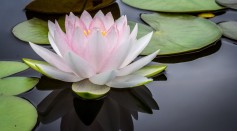 Water Lily Genome A Gateway to Angiosperm Evolution