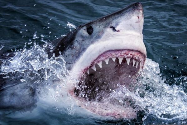 Fact or Fiction: Hybrid Sharks To Dominate the World's Oceans Very Soon