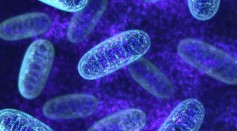 If There Is Cellular Stress, Mitochondria Will Signal Anything Wrong With the Cellular DNA