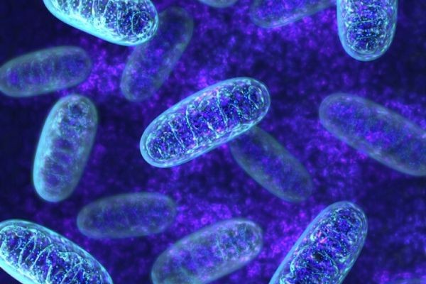 If There Is Cellular Stress, Mitochondria Will Signal Anything Wrong With the Cellular DNA