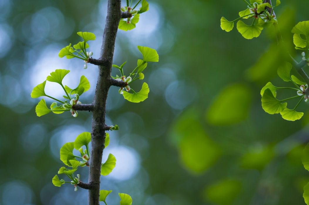 Immortality of Gingko Biloba