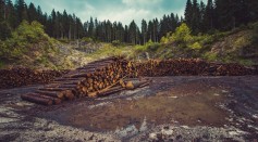 Logging is the Main Reason Behind Deforestation