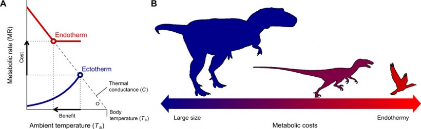 Graph showing how the shrinking of the dinosaur's body size gave way to endothermy