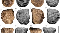 Vertebra Fossil Found in Winton
