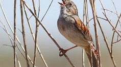 The Male Swamp Sparrow