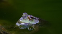 Frogs Are Among Those Who Have The Ability to Communicate Vocally