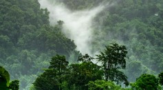 The Rainforest is one of the most complex ecosystems in the planet.