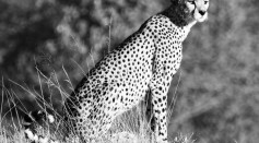 A Cheetah, one of Africa's endangered big cats.