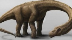 Sauropod Dinosaurs Just Got Gigantic, a Supermassive Leviathan of Long-Necks Called Dreadnoughtus Schrani Is Mind-Boggling