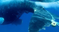 Climate Change Is Causing  Marine Heatwaves That Are Moving Food Sources of Whales and Causing Their Entanglement