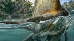 Spinosaurus Aegyptiacus a Massive Carnivore Was Able to Swim and Eat Fish, Unlike Other Meat-Eating Dinosaurs
