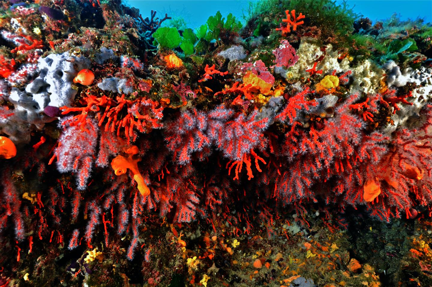 El coral. Средиземноморский коралл. Красный коралл Средиземное море. Коралл Шакка. Бегония коралловый риф.