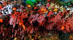 These are red corals in the Mediterranean Sea.