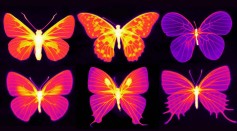 Infrared image showing the living parts of the wings of different species of butterflies