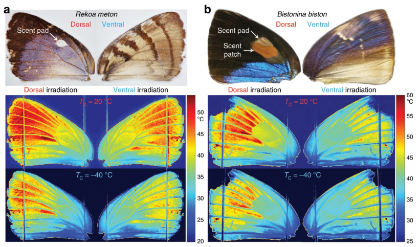 Infrared images showing temperature distribution across the wings of different species of butterflies
