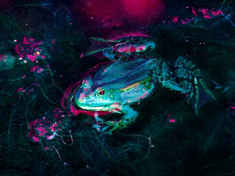 Luminescent frog