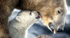 Polar Bears Resorting to Cannibalism, Experts Say