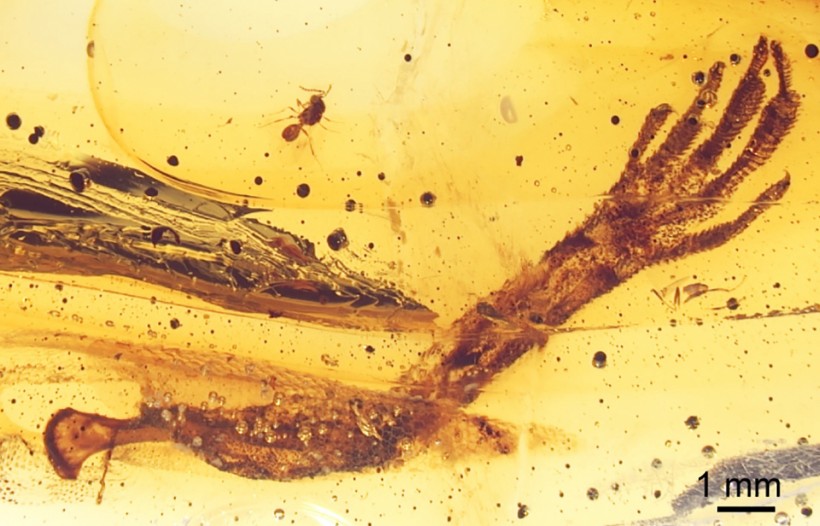 Light microscopic image of the investigated sample containing the left forelimb of an anole lizard