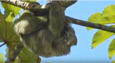 A rare video captured a sloth that gave birth in a tree