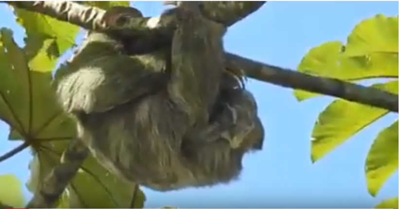 A rare video captured a sloth that gave birth in a tree