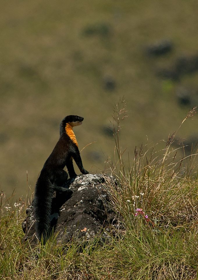 India's Biodiversity Home to 16 Exotic and Rare Animals | Science Times