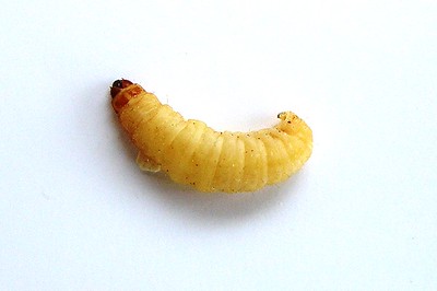 Plastic-Eating Waxworms: Are They Really Pollution Busters? Waxworms-can-help-fight-pollution