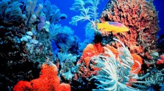 Scientists say, coral reefs are struggling
