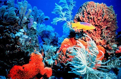 Scientists say, coral reefs are struggling