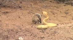 Brave African Squirrel Mom Faces Off With Cobra to Protect Babies
